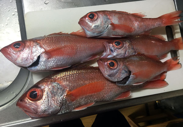 30cmあったがお腹ぺったりで痩せてました。