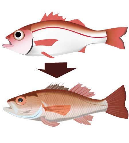 ５年前書いたアカムツ