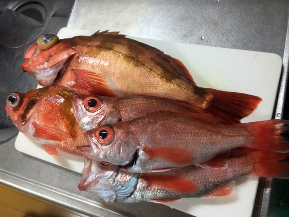 ナイスサイズのオキメバル