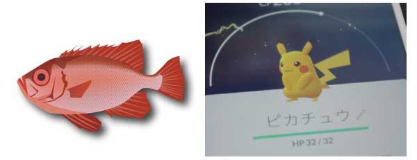 釣れているキントキ
