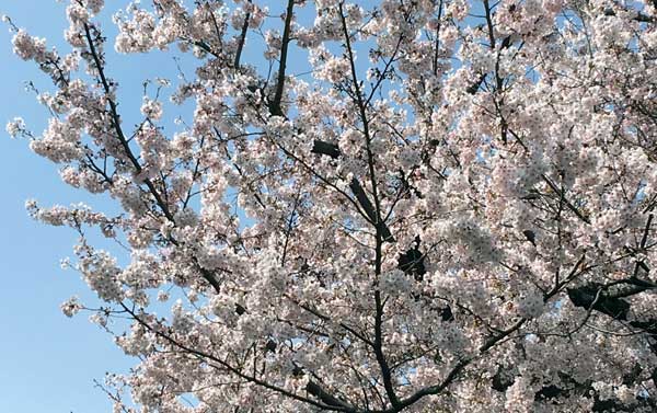 風で花びらも落ちそう
