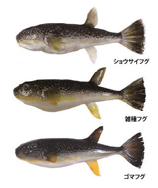 無理でしょうよ！判別
