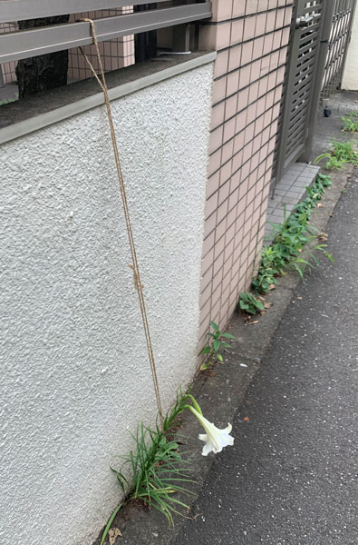 ユリを補助