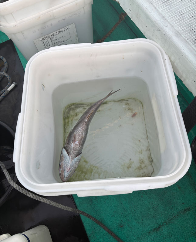 樽に浮かぶクロムツ