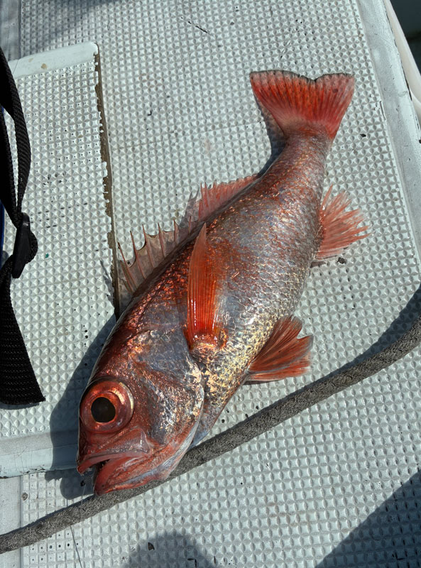 アカムツ一尾目