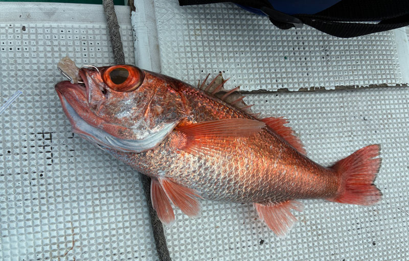 アカムツ二尾目