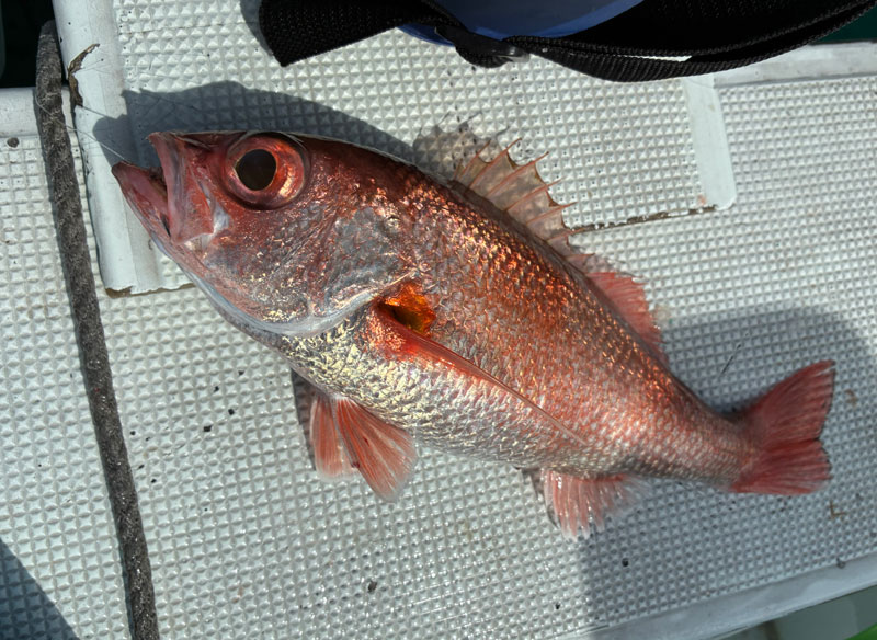 アカムツ三尾目