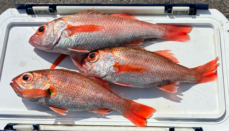 本日の釣果アカムツ