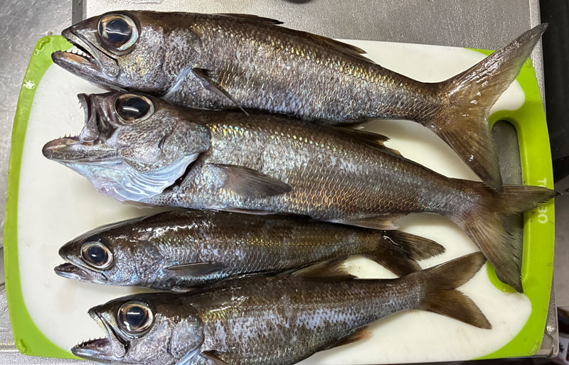 本日の釣果クロムツ