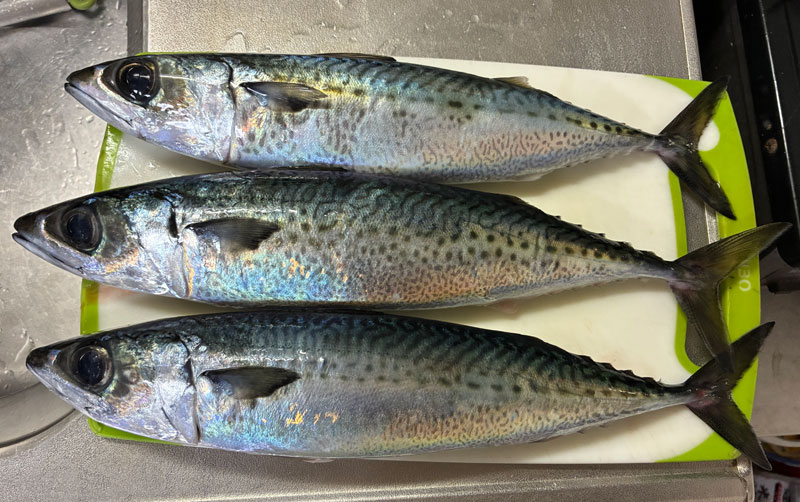 本日の釣果サバ