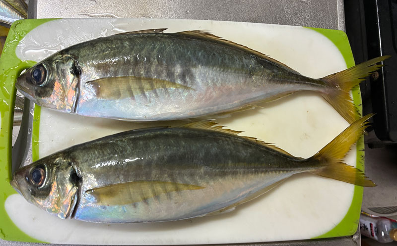 本日の釣果アジ