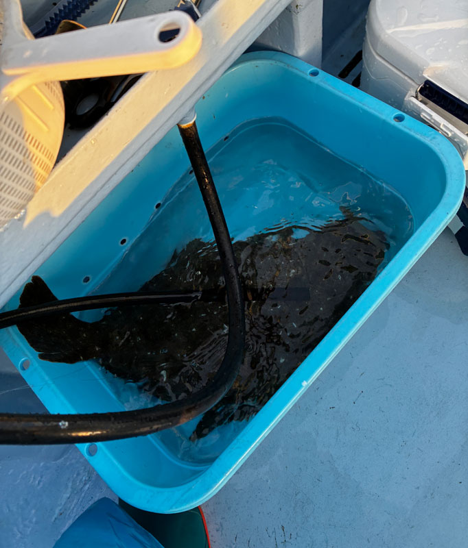 樽からはみ出すヒラメ