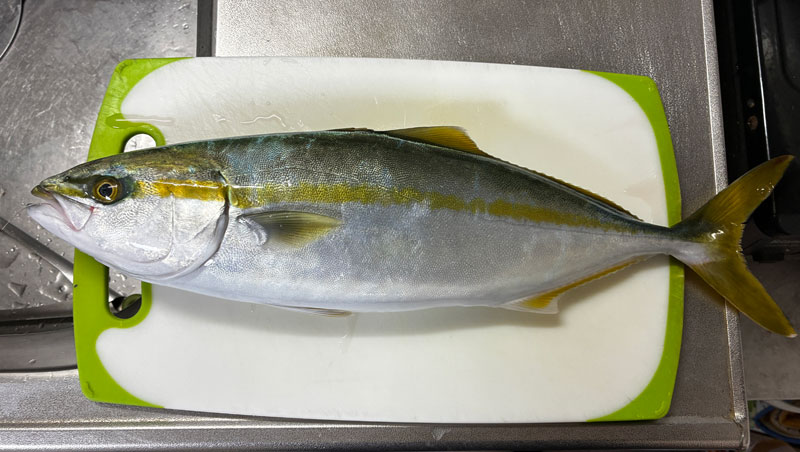 本日の釣果 イナダ