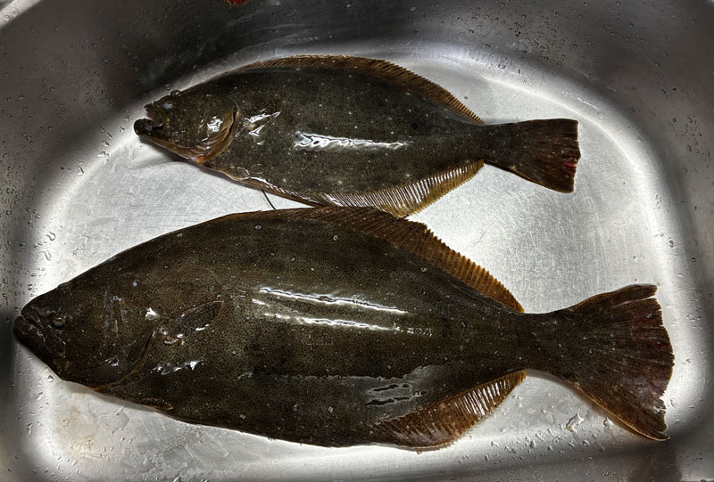 本日の釣果 ヒラメ