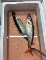 ブログ記事のサムネイル