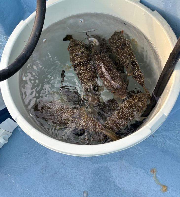 チャンスタイム突入