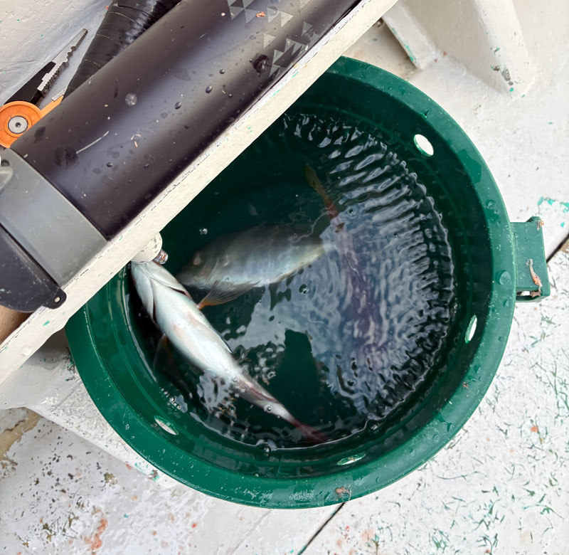 カイワリとかキダイ