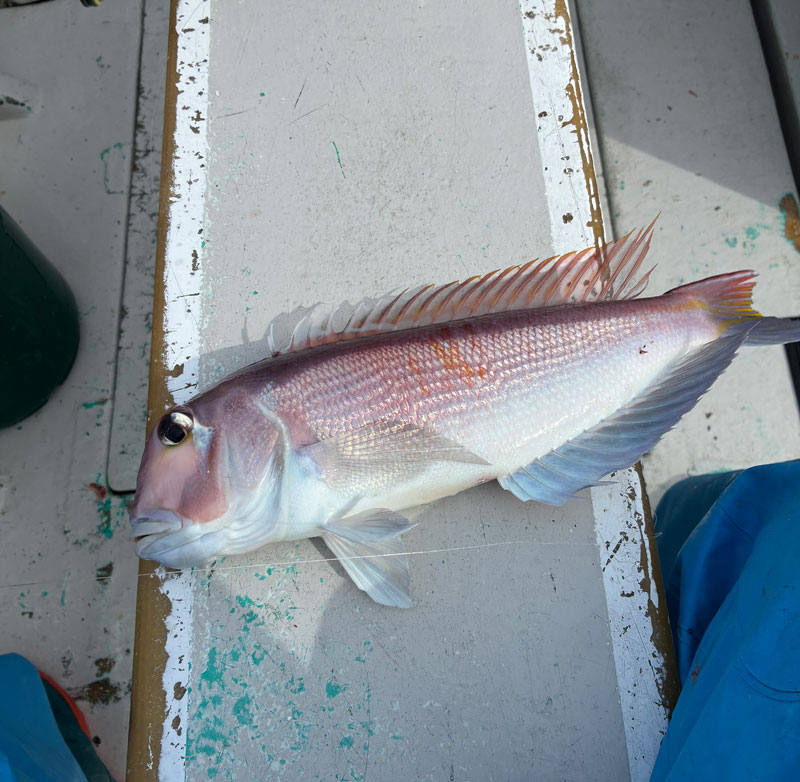 滑り込みアマダイ