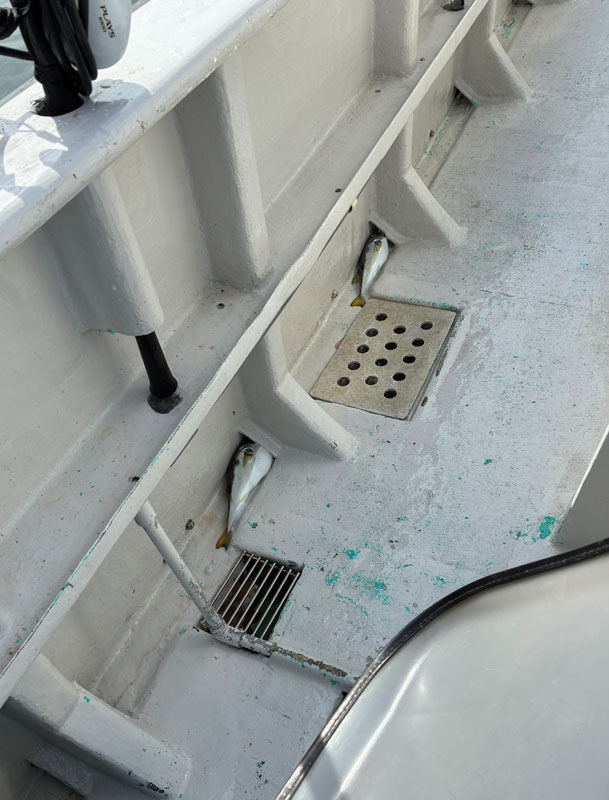 フグの尻隠さず