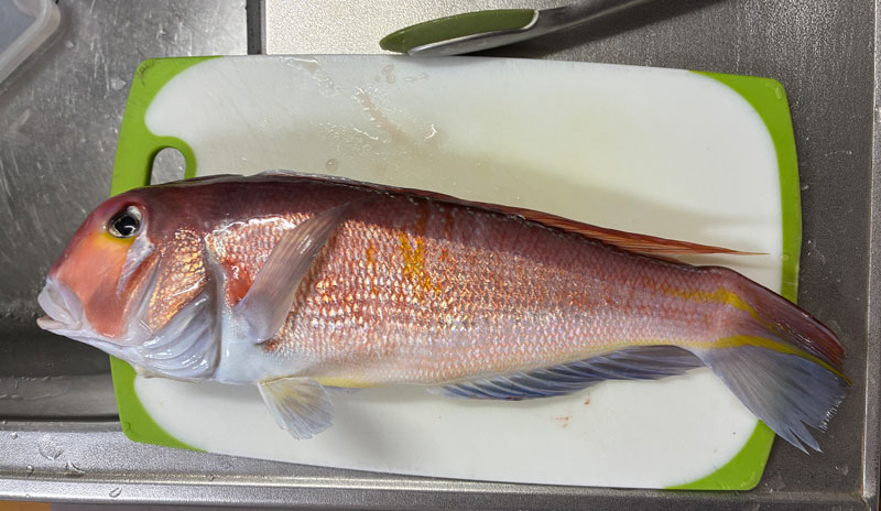 本日の釣果アマダイ