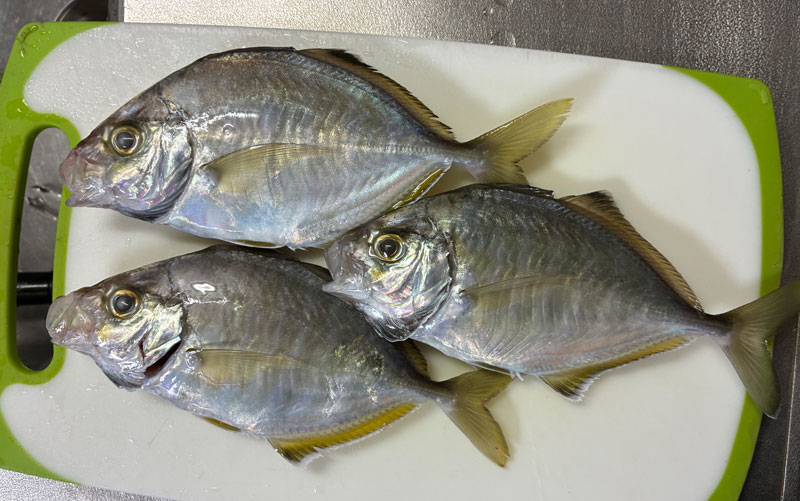 本日の釣果カイワリ
