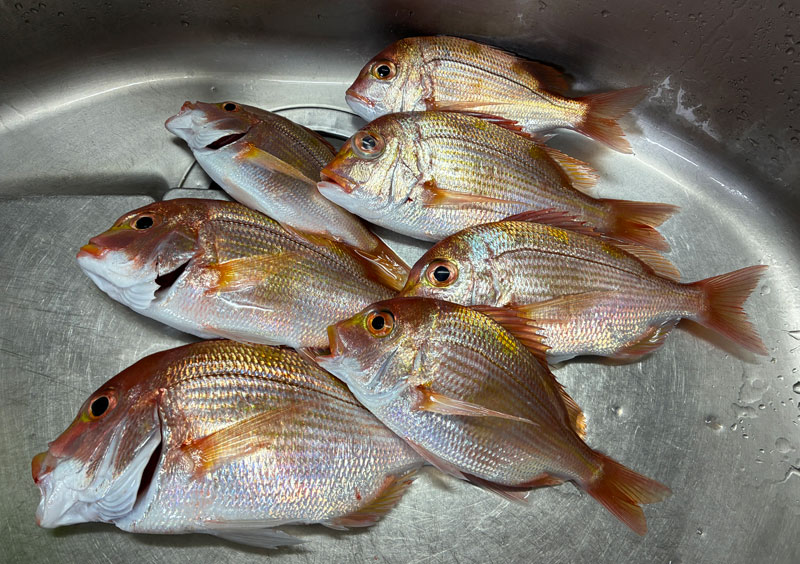 本日の釣果キダイ