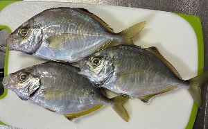 釣れたカイワリ