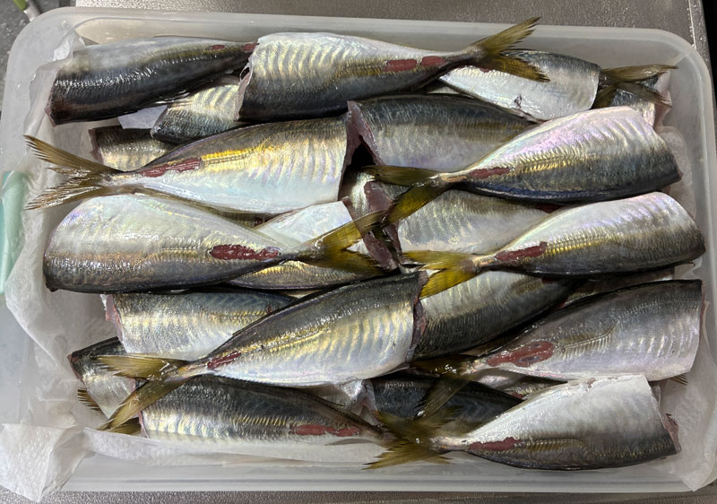 小さいアジ二軍