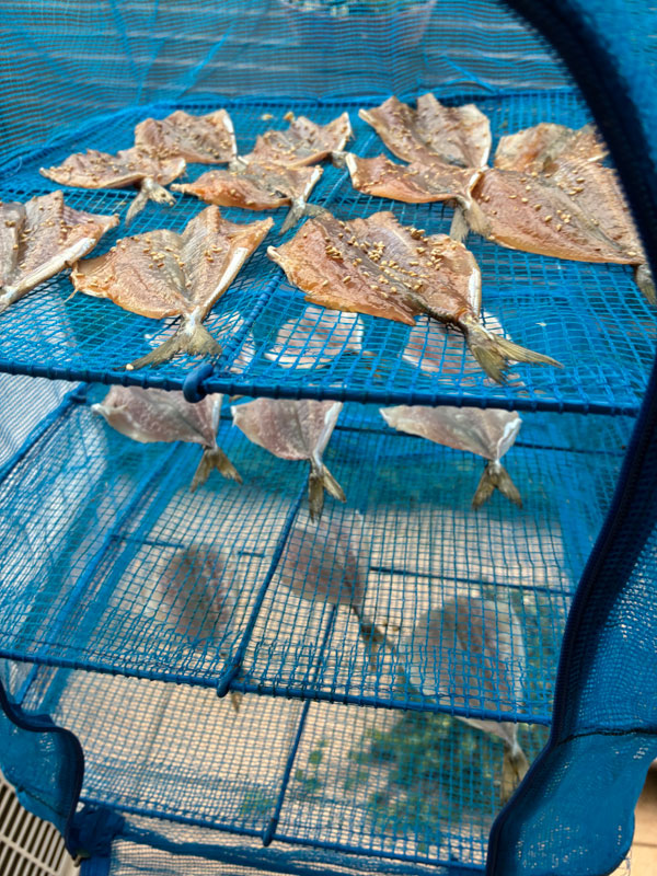 干物づくりの様子