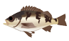 メバルのイラスト