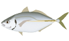 シマアジのイラスト