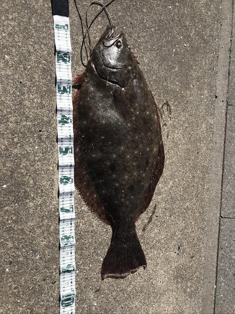 船釣り釣果写真館 船釣り Jp